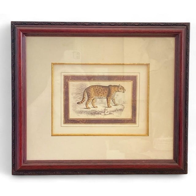 Pair of Vintage book plate natural history lithographs featuring stunning art prints of the majestic male and female Felis...