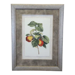Mid 20th Century Large Vintage French Pancrace Bessa Pear Tree Framed Botanical Print
