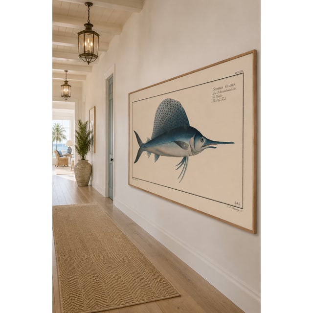 Blue Atlantic Sailfish, Vintage Fish Art Print Reproduction, 36" X 24" For Sale - Image 8 of 11
