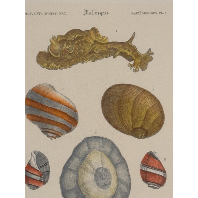 Early 19th Century Set of Three 19th Century French Hand Colored Mollusk Engravings Dictionnaire Universel D’Histoire Naturelle For Sale - Image 5 of 10