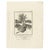 James Cook, Breadfruit Tree, 1803, Paper For Sale - Image 3 of 6