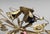 Vintage Italian Florentine Style Gilt Wrought Iron Flush Mount Ceiling Light For Sale - Image 12 of 18