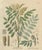 Antique Liquorice Botanical Print, Glycyrrhiza Glabra & Echinata, c.1831 : This detailed botanical engraving illustrates...