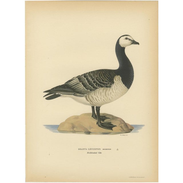 Swedish Birds, 1929, Lithographs, Set of 4 For Sale - Image 4 of 10