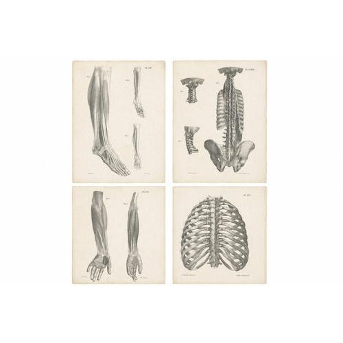 Jules Cloquet, French Anatomical Lithographs, 1821, Lithograph, Set of 4 For Sale - Image 3 of 9