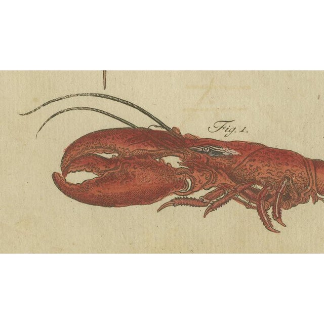 Paper Antique Lobster Crab and Horseshoe Crab Engraving by Bertuch, 1792 For Sale - Image 7 of 9