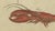 Paper Antique Lobster Crab and Horseshoe Crab Engraving by Bertuch, 1792 For Sale - Image 7 of 9