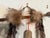 A unique set of authentic South Dakota Indian Aroows in a bundle. The set is three arrows in a bundle wrapped with leather...