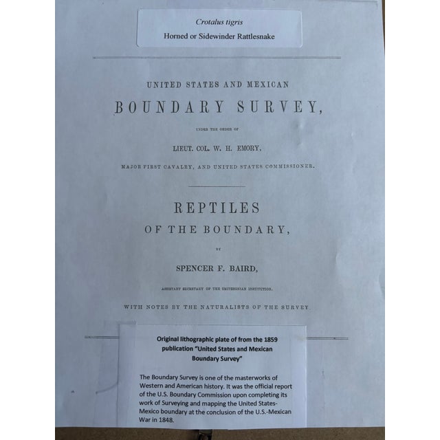 Snake Lithographs, Published 1859, Set of Four For Sale - Image 11 of 15