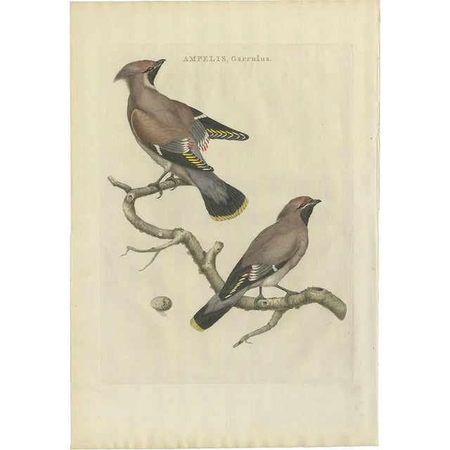 Sepp, Nozeman & Houttuyn, The Bohemian Waxwing, 1797, Print For Sale