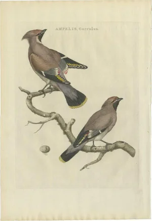 Sepp, Nozeman & Houttuyn, The Bohemian Waxwing, 1797, Print