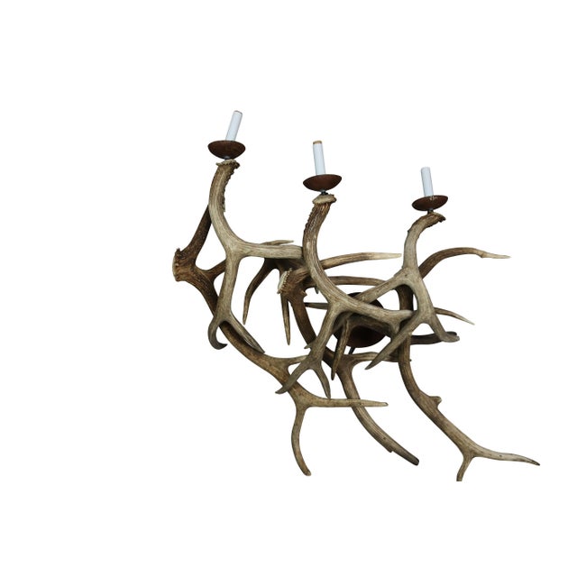 Pair of Three-Light Deer Antler Sconces- Monumental in size all-natural from a Montana Estate Dimensions - 43"L X 29" W X...