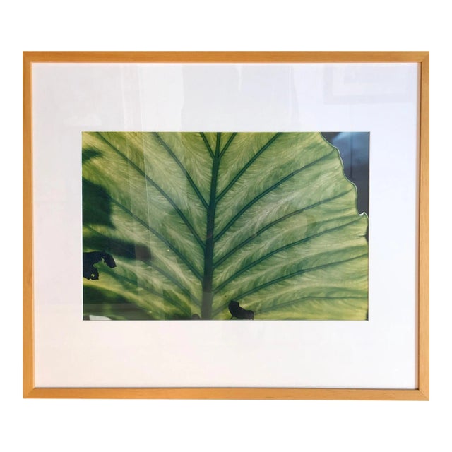 Evelyn Lauder, Luminous Leaf Color Photo C Print Foliage Vintage Plant Photograph Evelyn Lauder, 1999 For Sale