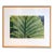 Evelyn Lauder, Luminous Leaf Color Photo C Print Foliage Vintage Plant Photograph Evelyn Lauder, 1999 For Sale