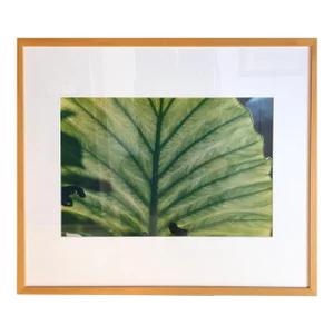 Evelyn Lauder, Luminous Leaf Color Photo C Print Foliage Vintage Plant Photograph Evelyn Lauder, 1999