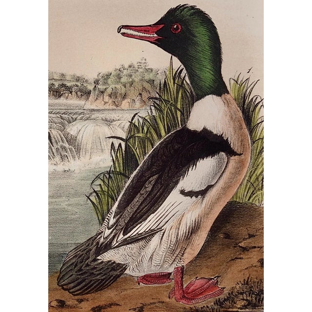 Audubon Buff-Breasted Merganser: Original 19th C. Audubon Hand-Colored Bird Lithograph, 1870 For Sale - Image 4 of 6