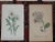Antique 19th Century Hand Colored Botanical Lithographs - Set of 5 For Sale - Image 4 of 6