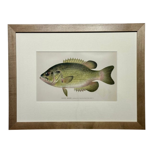Rock Bass Fish, Original Framed Print by Denton, Circa 1903 For Sale