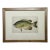 Rock Bass Fish, Original Framed Print by Denton, Circa 1903 For Sale