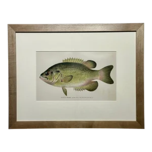 Rock Bass Fish, Original Framed Print by Denton, Circa 1903