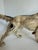 Early 1900's Cast Iron Hunting Pointer Dog Doorstop For Sale - Image 11 of 11
