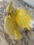 Mid 20th Century Porcelain Yellow Cockatiel For Sale - Image 4 of 8