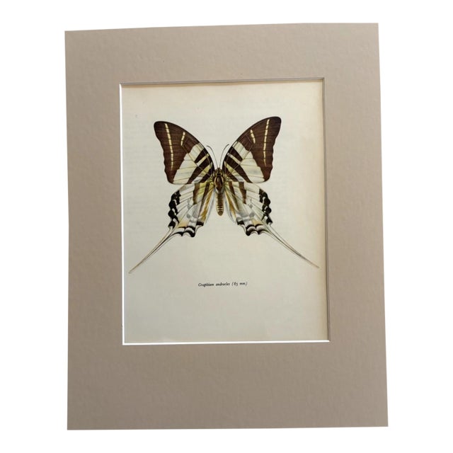 Vintage 1965 Butterfly Print in 11x14 Mat: Graphium Androcles (Boisduval), EUC For Sale