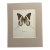 Vintage 1965 Butterfly Print in 11x14 Mat: Graphium Androcles (Boisduval), EUC For Sale