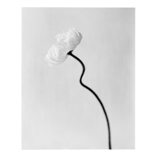 Ugne Pouwell, Poppy Bloom, 2024, Photography For Sale