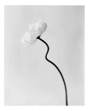 Ugne Pouwell, Poppy Bloom, 2024, Photography