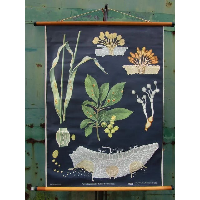 Vintage Botanical School Wall Chart by Jung, Koch, & Quentell for Hagemann For Sale - Image 9 of 9