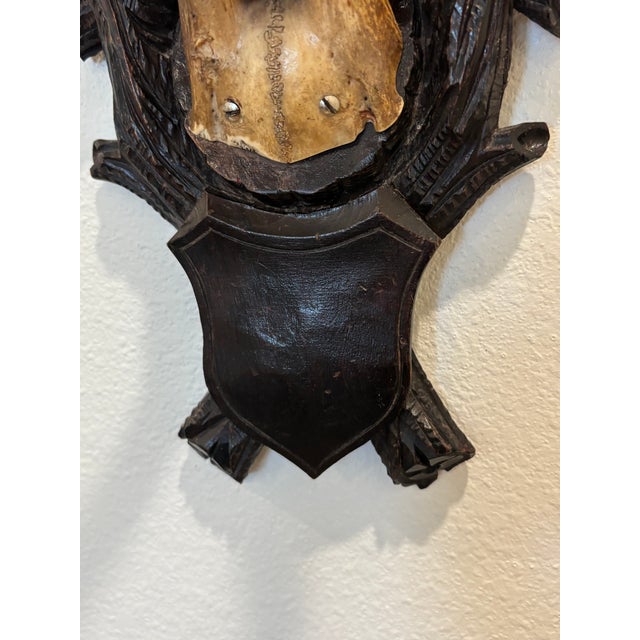 Wood Antique Black Forest Roe Deer Trophy Antler Mount For Sale - Image 7 of 11