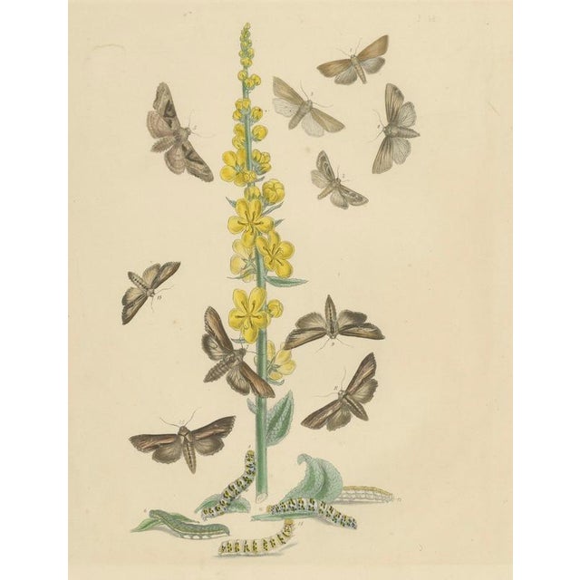 Humphreys & Westwood, British Moths and Caterpillars on Mullein, 1845, Color Lithograph For Sale - Image 3 of 9