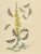 Humphreys & Westwood, British Moths and Caterpillars on Mullein, 1845, Color Lithograph For Sale - Image 3 of 9