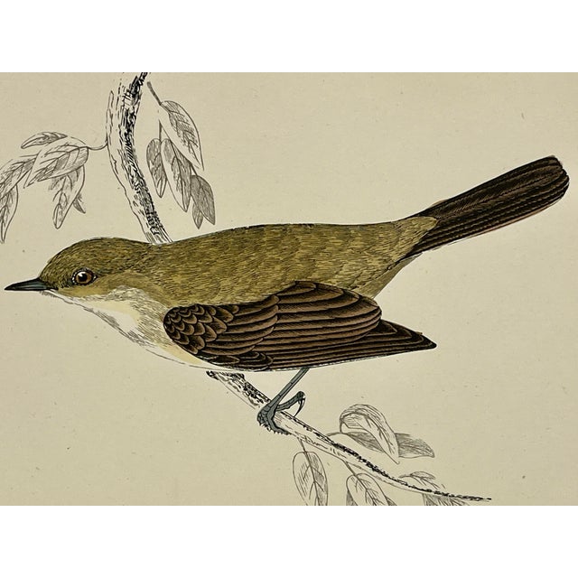 Illustration Antique Hand Tinted Bird Print From England Featuring a Lesser Whitethroat Warbler - Circa 1888 For Sale - Image 3 of 10