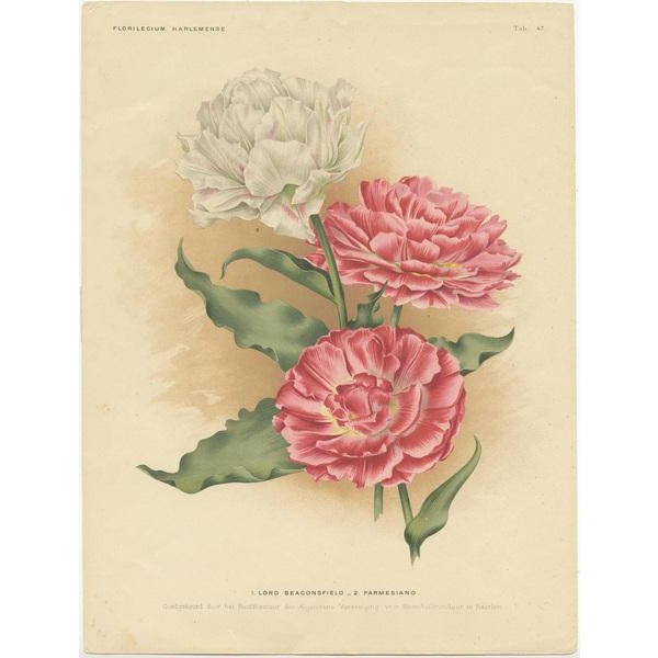Charles Dickens & Obelisque Hyacinths – Set of Two Florilegium Prints c.1900 This charming set of two antique botanical...