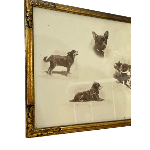 Art Nouveau Antique Parisian Gilt Wood Framed Dog Portrait For Sale - Image 3 of 12