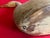 Antique Carved Wood & Paint Decorated Snow Goose Waterfowl Bird Decoy Circa 1920 For Sale - Image 17 of 18