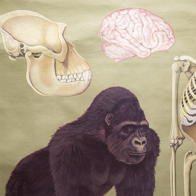 Vintage Gorilla Classroom Anatomy Scroll c.1959 For Sale In San Francisco - Image 6 of 7