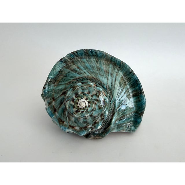 This exceptionally large Turbo Marmoratus also called a Giant Green Turbo shell features a marble green exterior and...
