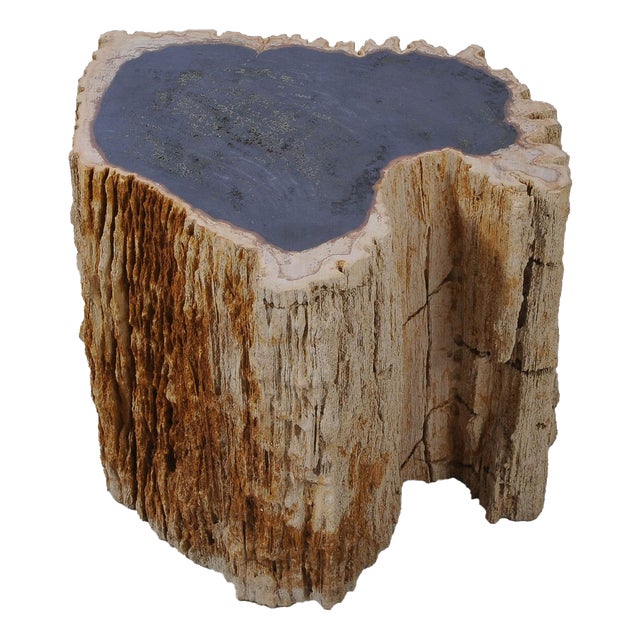 Petrified Wood Side Table Trunk by Xyleia Petrified Wood For Sale