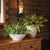 Realism Boston Fern Drop-In 12" For Sale - Image 3 of 4