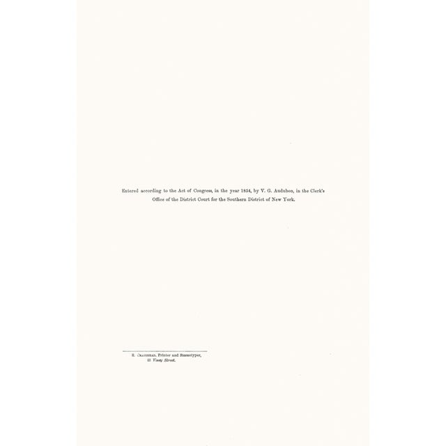 John James Audubon 1854 Audubon Quadruped Octavo Lithograph "Plate 117 Dusky Squirrel" For Sale - Image 4 of 4