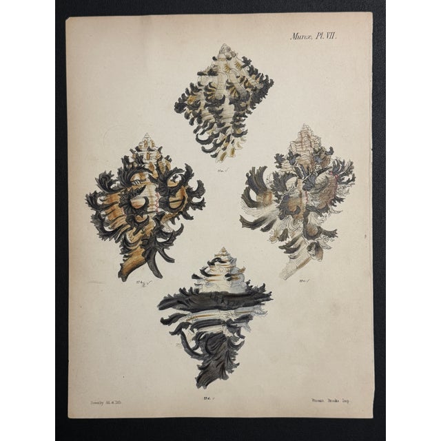 Coastal Hand-Colored Antique George Sowerby Engraved Plates Ft. Seashells - Set of 6 For Sale - Image 3 of 11
