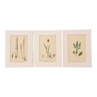 Set of 3 19th Century Botannical Colored Engravings of Grasses For Sale
