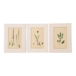 Set of 3 19th Century Botannical Colored Engravings of Grasses