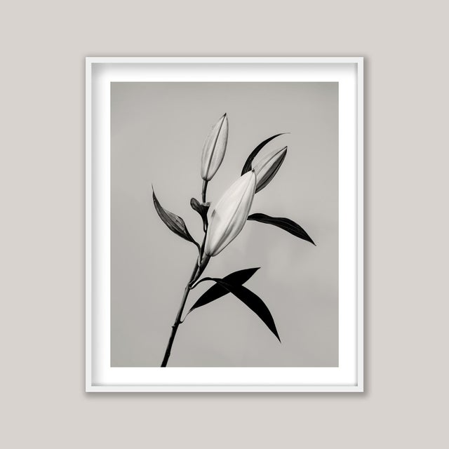 A sepia-toned still life photograph of a lily, captured just before full bloom. The composition is both graphic and...