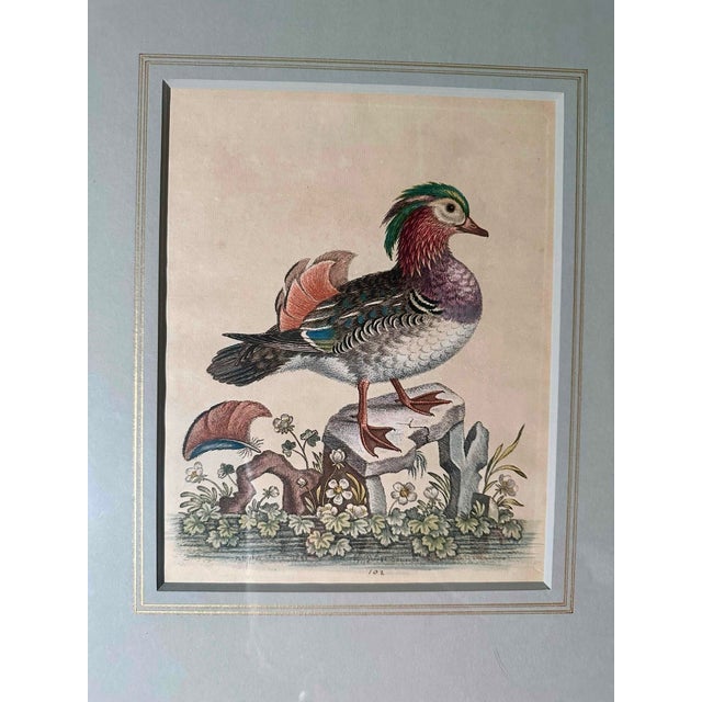 George Edwards 1743 Chinese Teal Etching by George Edwards For Sale - Image 4 of 6