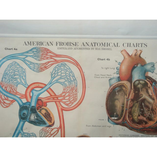 Vintage American Frohse Anatomical Chart by Max Brodel colorful wall decor hanging poster scientific chart of Schema...