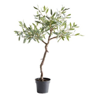 Olive Tree Drop-In 40" For Sale